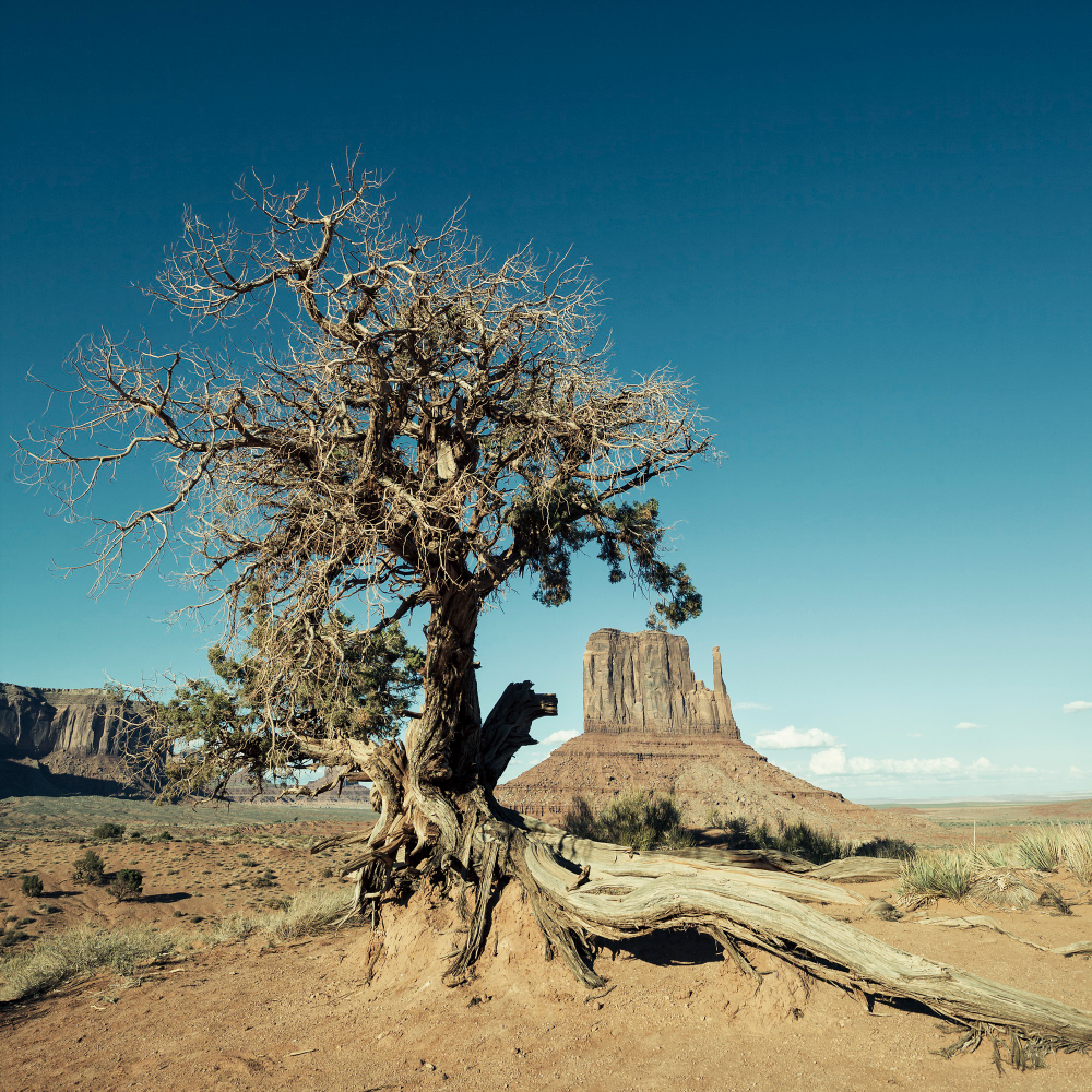 A imagem contém uma árvore já morta, seca, em um deserto.