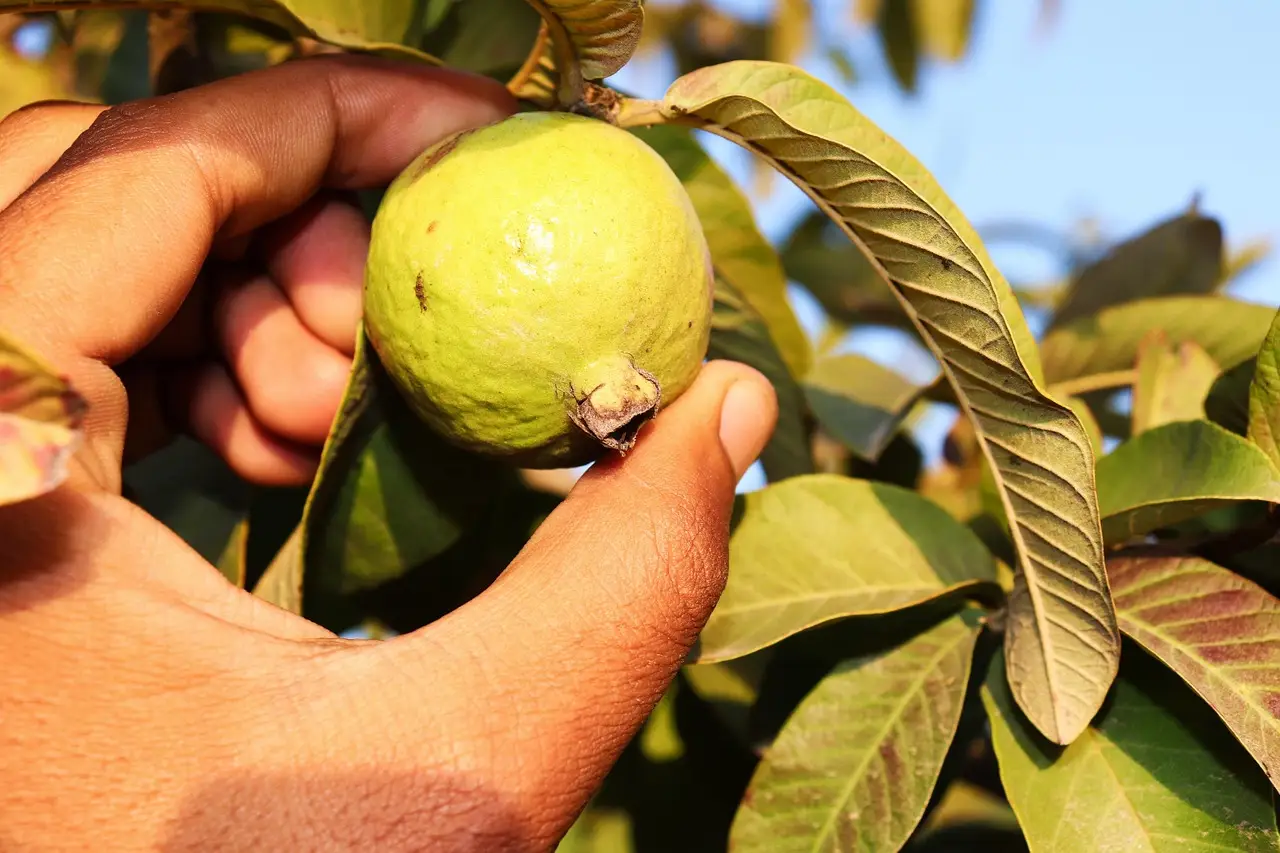frutos