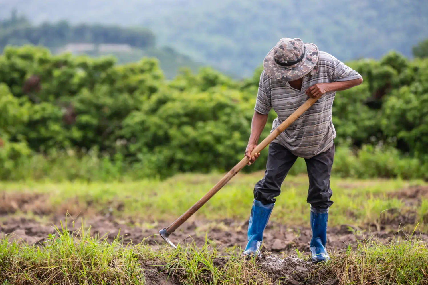 Aposentadoria Rural: Regras, Benefícios e o Seu Direito
