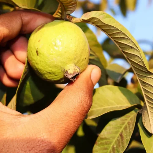 Qual a responsabilidade dos vizinhos sobre suas árvores e frutos?
