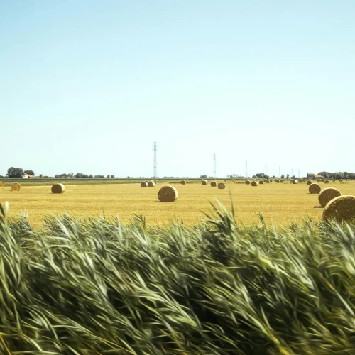 Financiamento Agrícola: Guia Completo para Produtores Rurais