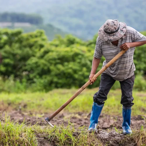 Aposentadoria Rural: Regras, Benefícios e o Seu Direito